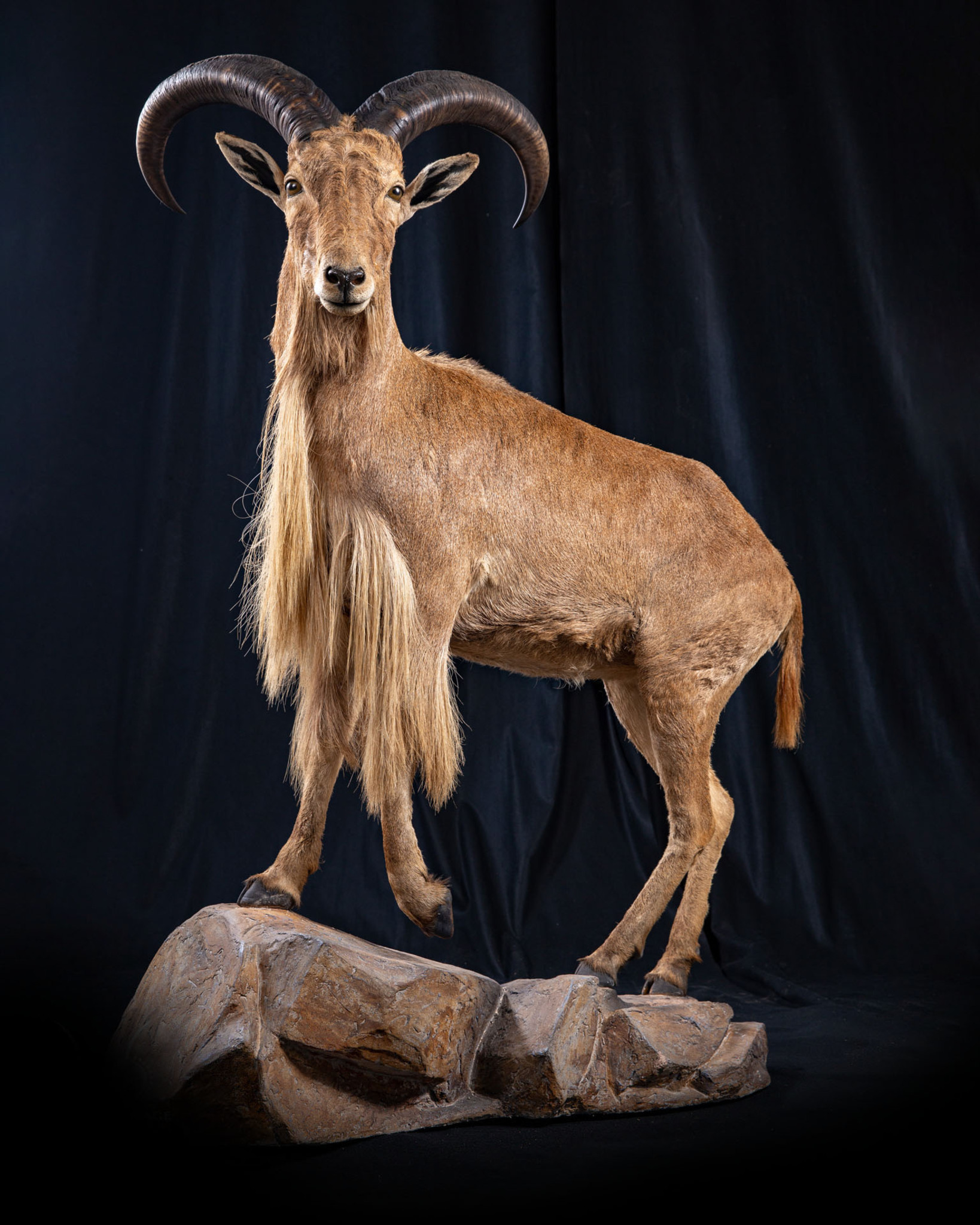 Aoudad Sheep Taxidermy Full Mount Habitat Base